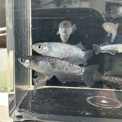 メダカ【プレアデス系】若魚　写真の個体全ての画像