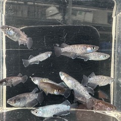 メダカ【プレアデス系】若魚　写真の個体全ての画像