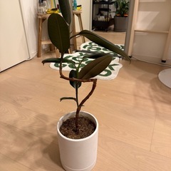 ゴムの木　観葉植物の画像