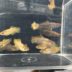 メダカ【號】写真の個体全て　(西郷メダカ様血統)の画像