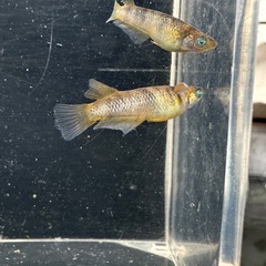 メダカ【スパークルサン】若魚　８匹の画像