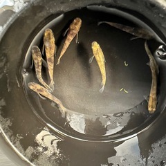 メダカ【スパークルサン】若魚　８匹の画像