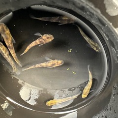 メダカ【スパークルサン】若魚　８匹の画像