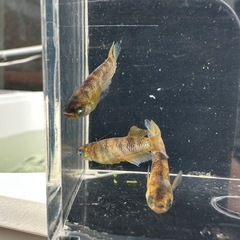メダカ【スパークルサン】若魚　８匹の画像