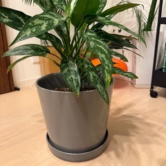観葉植物の画像