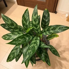 観葉植物の画像