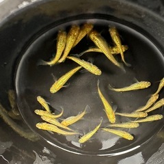 メダカ【サンシャイン強ゴールド】若魚　１０匹(オスメス入り)の画像