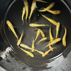 メダカ【サンシャイン強ゴールド】若魚　１０匹(オスメス入り)の画像
