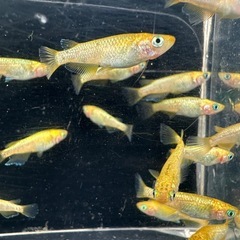 メダカ【サンシャイン強ゴールド】若魚　１０匹(オスメス入り)の画像