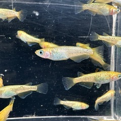 メダカ【サンシャイン強ゴールド】若魚　１０匹(オスメス入り)の画像
