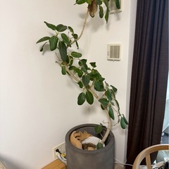 【garage】円柱型 植木鉢の画像