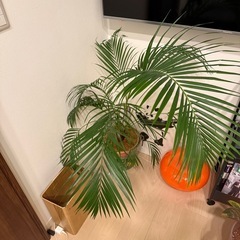 【取引中】ヤシ　バケツの鉢カバー付き　観葉植物の画像