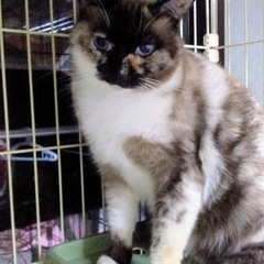 里親決定！ありがとう。 - 佐世保市