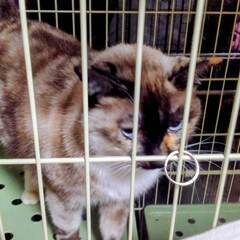 里親決定！ありがとう。 - 猫