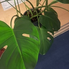 観葉植物譲ってくれませんか！🌱