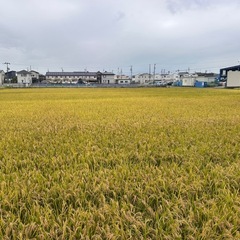 新米🌾 岐阜県産ハツシモの画像