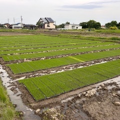 新米🌾 岐阜県産ハツシモの画像