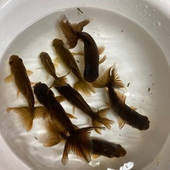 ジャンボ獅子頭 金魚 の画像