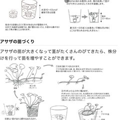 アサザ　４本の画像