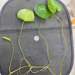 アサザ　４本の画像