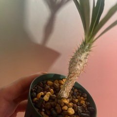 グラキリスの画像