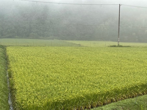 美味しさを追求した「にこまる」 玄米30kg③