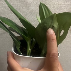 スキンダプサス　トレビー　ムーンライトの画像
