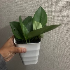 スキンダプサス　トレビー　ムーンライトの画像