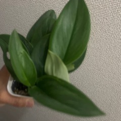 スキンダプサス　トレビー　ムーンライトの画像