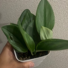 スキンダプサス　トレビー　ムーンライトの画像
