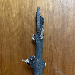 木の画像