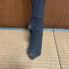 木の画像