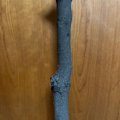 木の画像