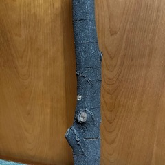 木の画像