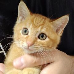 函館市 ネコ 生後3ヶ月 オス1匹  赤茶