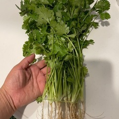 パクチー150g
の画像
