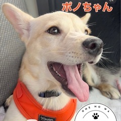 one no wa omishima 里親募集中