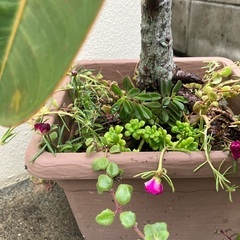 🪴植物寄植え🌸の画像