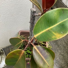 🪴植物寄植え🌸の画像