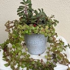🪴多肉植物寄植(5種類)の画像