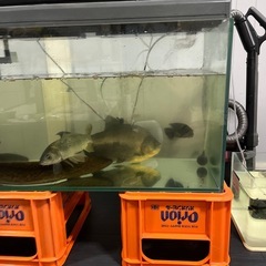 熱帯魚の画像