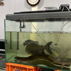 熱帯魚の画像