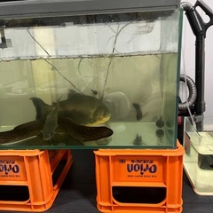 熱帯魚の画像