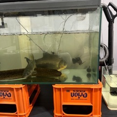 熱帯魚の画像