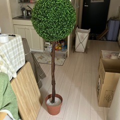 フェイクグリーン（観葉植物・無料・自宅引き取り）の画像