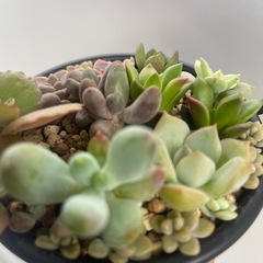 多肉植物の画像
