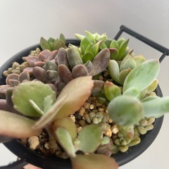 多肉植物の画像