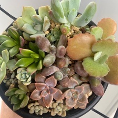 多肉植物の画像
