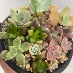 多肉植物の画像