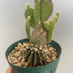 サボテンの画像